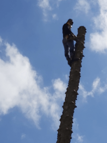 כריתת עצים 2